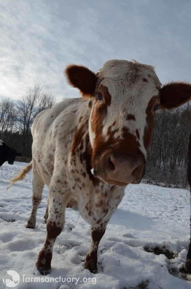 Animals of Farm Sanctuary — Queenie: Portrait of a Survivor Inside, the ...
