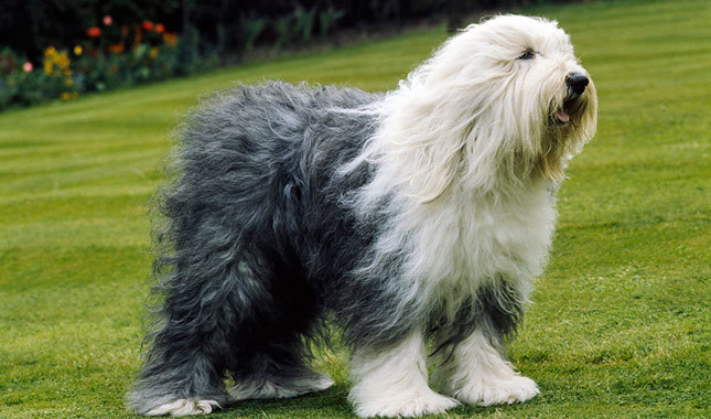 webkinz old english sheepdog