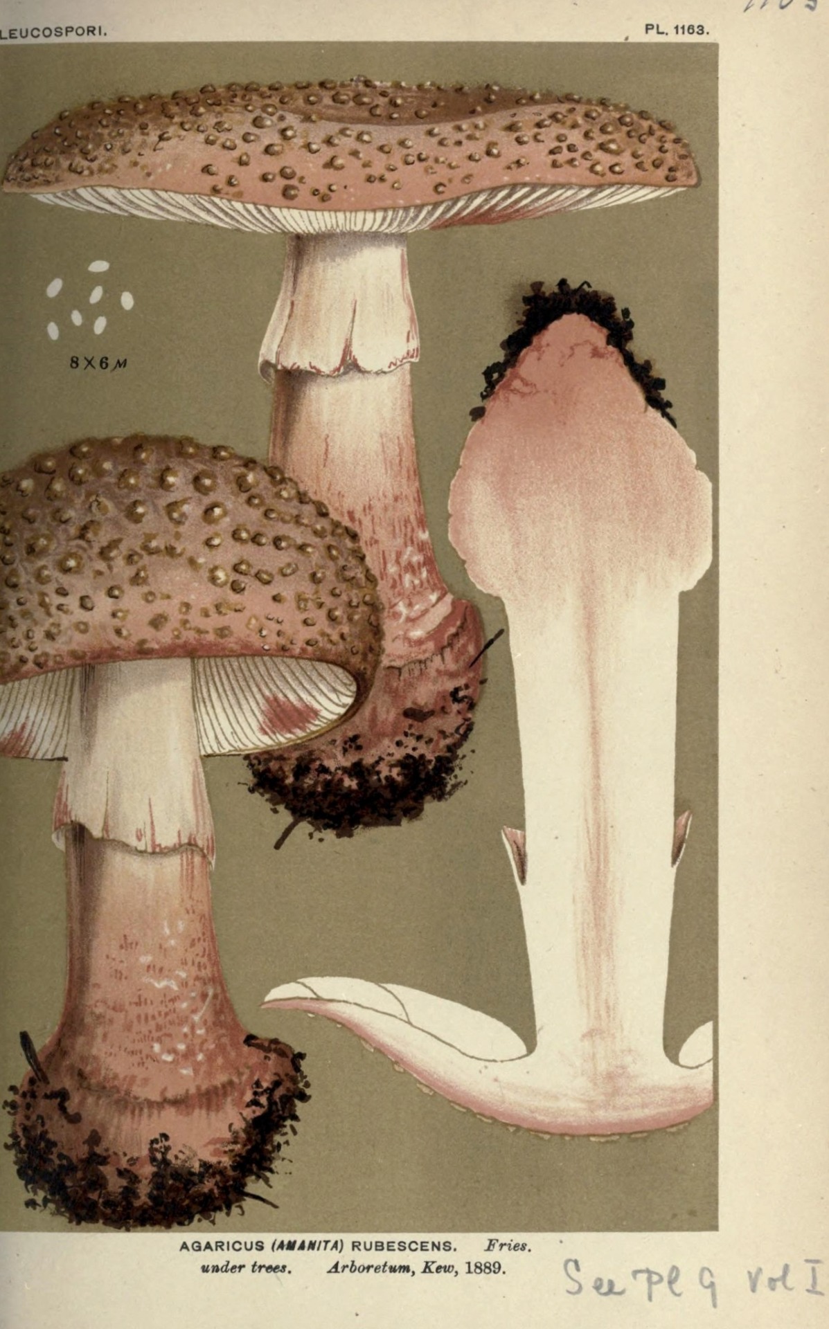 Scientific Illustration Wapiti3 Illustrations Of British Fungi