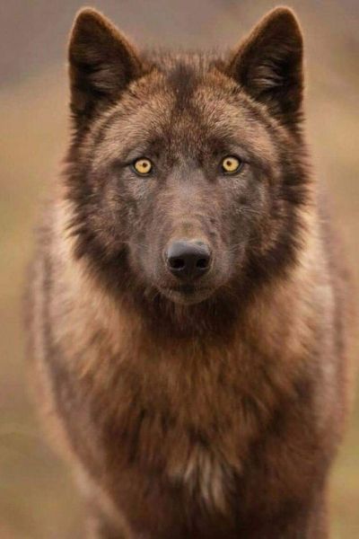 rare colored wolf
