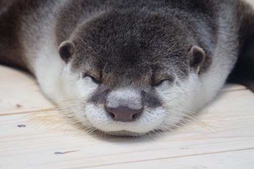 artdad:maggielovesotters:Otter just can’t stay up any...