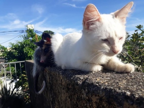 catsbeaversandducks:Baby The Opossum And Diego The CatBest...