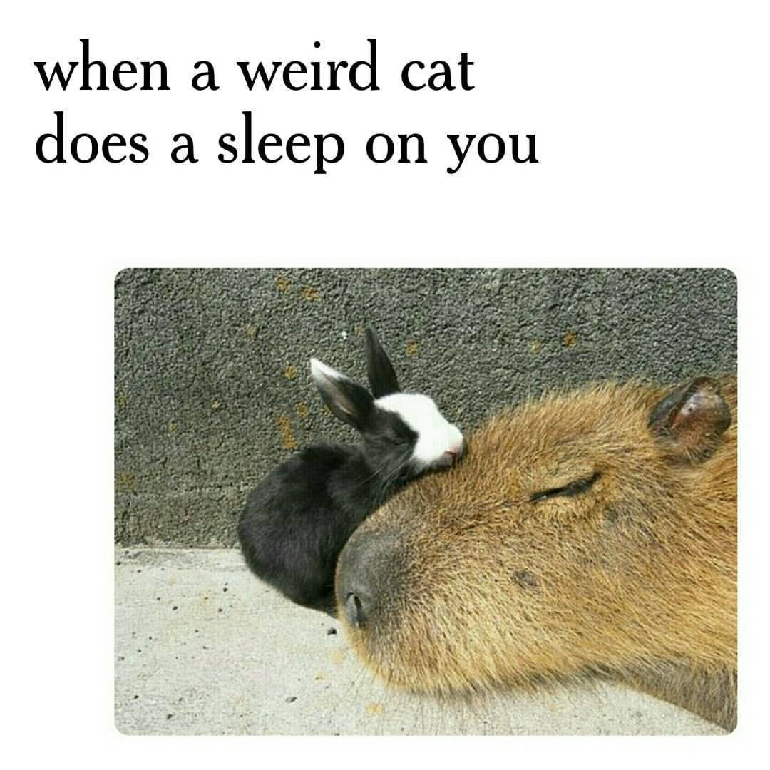 Capybara Funny Cats