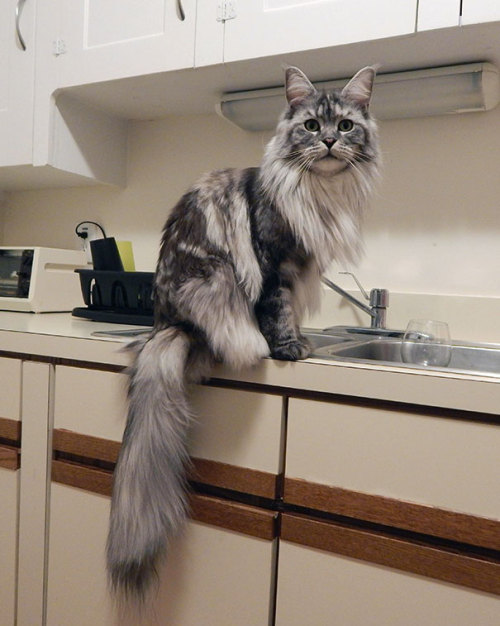 awesome-picz:Maine Coon Cats That Will Make Your Cat Look...