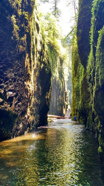 treerings-sing:Oneonta gorge, Oregon.