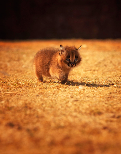 for-redheads:Ginger Animal of the WeekCaracal / Desert Lynx...