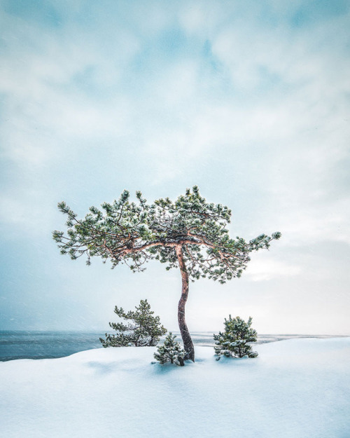 archatlas:Shapes of NatureTrees surround us with their...