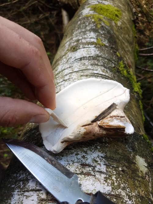 purebushcraft:Piptoporus Betulinus more commonly known as...