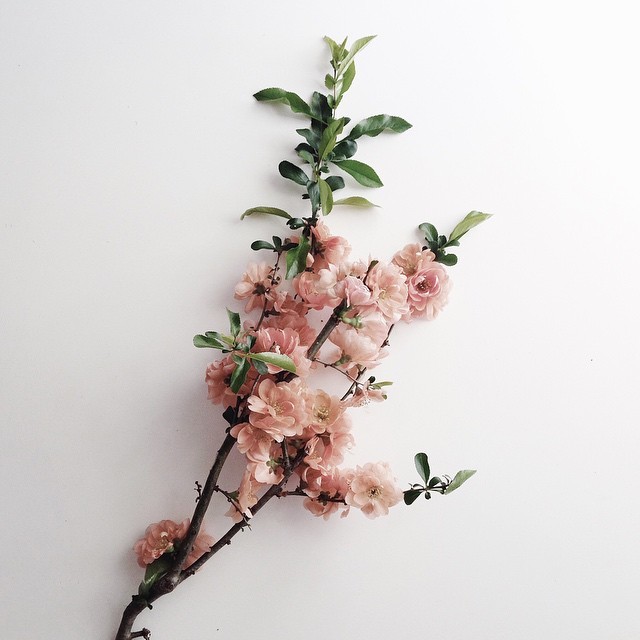 millayvintage: source: millayvintage |...
