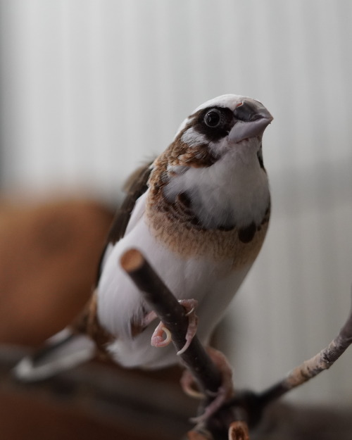 ajaxbird