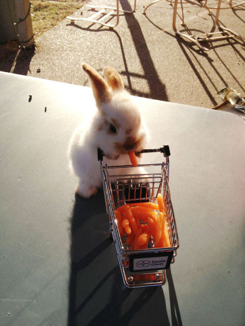 winters-beauty:lolawashere:awesome-picz:The Cutest Bunnies...