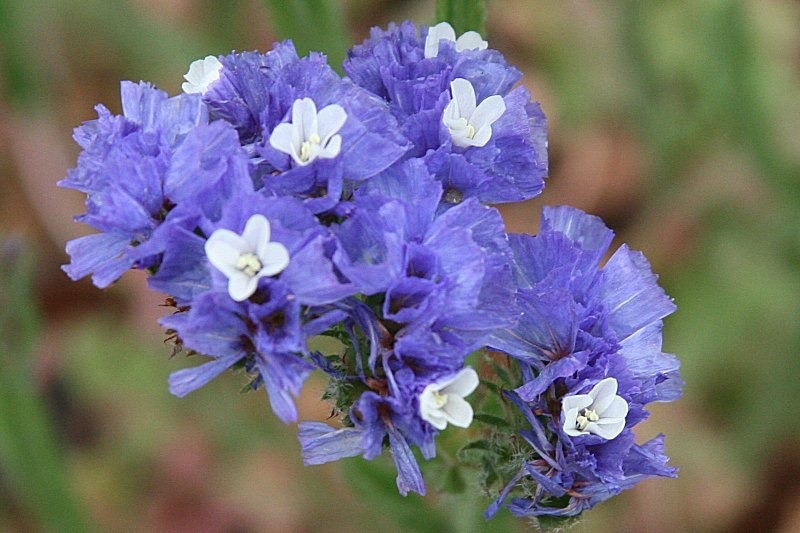 ぜいたく5 12 誕生 花 美しい花の画像