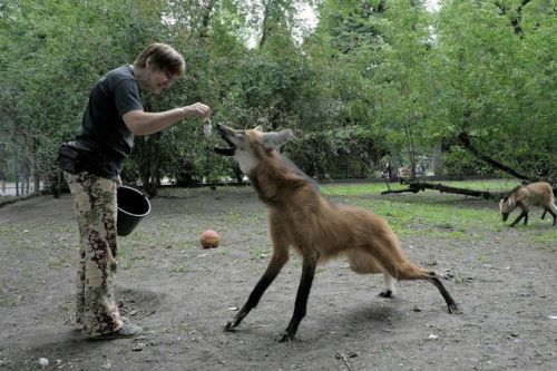 everythingfox:The maned wolf, aka long legg