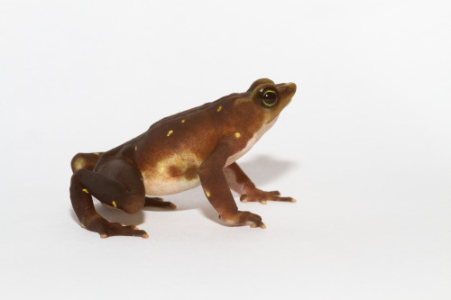 pogosticks:Atelopus by Brian Gratwicke