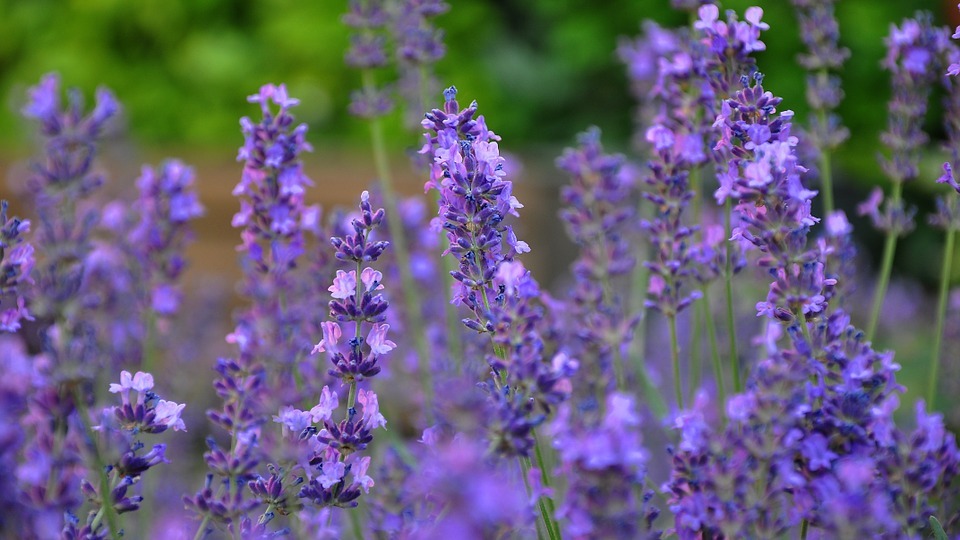 Ready in Five — 5 herbs for a natural way to cure stress [[MORE]]...