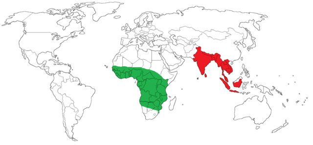 Asian and African Elephant range.[[MORE]] At the... - Maps on the Web