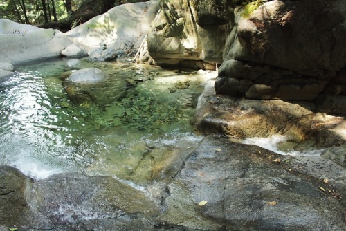 matchbox-mouse:Relaxing in the dappled sunlight in the pools...