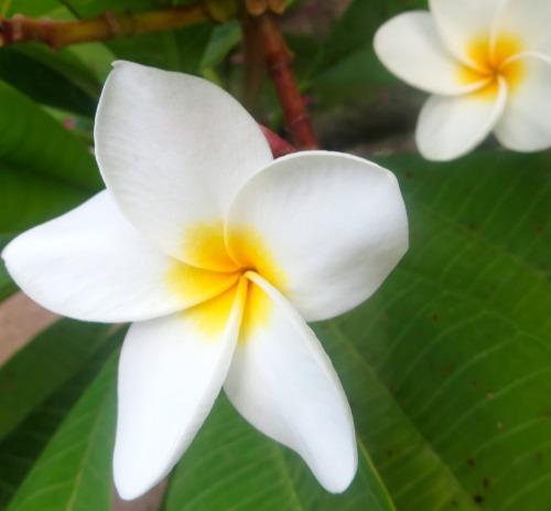 hawaiian flowers on Tumblr