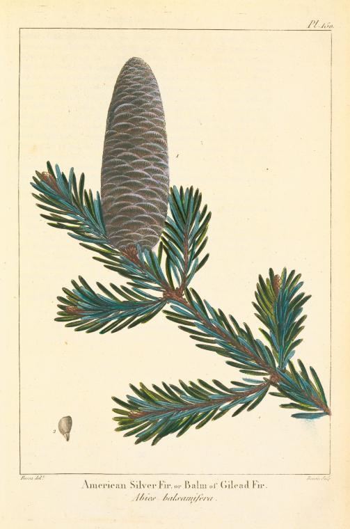 muirgil's dream | American silver fir.