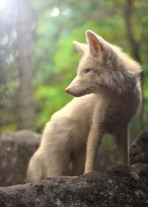 Top Shot: A Diamond in the Forest Top Shot features the photo with the most votes from the previous day’s Daily Dozen, 12 photos selected by the Your Shot editors. The photo our community has voted as their favorite is showcased on the...