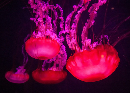 essenceofnatvre:Jellyfishes by Janne Huttunen