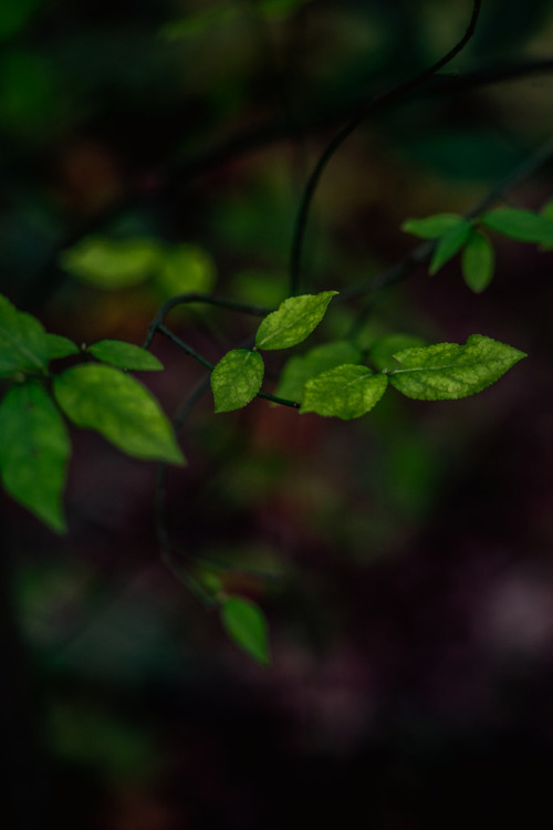 greysonrose:Sony A7 + Albinar ADG Macro © Greyson...