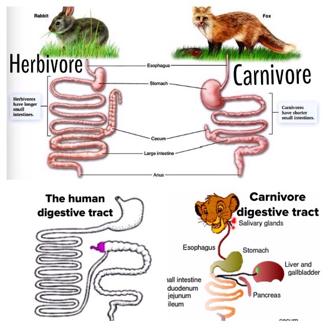 The fit fox blog — Are you cognizant that anatomically the human body...