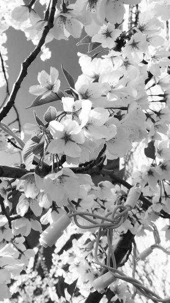 Black And White Aesthetic Tumblr Flowers George S Blog