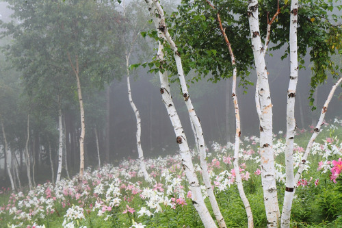 phantastrophe:Nasushiobara, Japan | Photographer: sd@blog of...