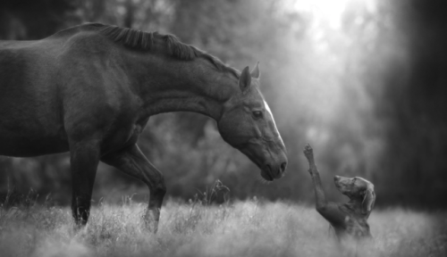 mrkimball:by Hannah Meinhardt.