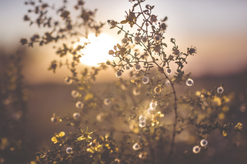 lifeinmotion84:Spring flowersMore pics can be found here:...