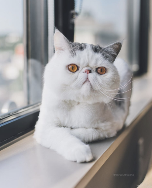 aww-so-pretty:This cat is so special