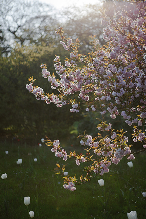 cinnamonthursdays:Spring AfternoonBy Karolina KozielWebsite |...