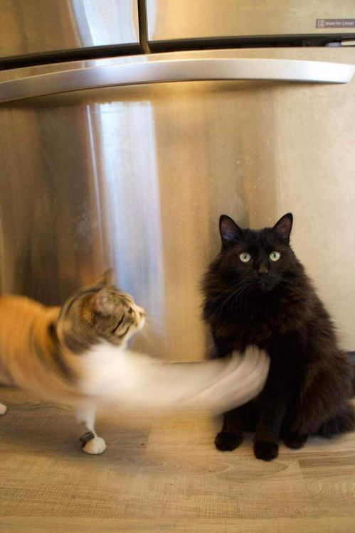 catasters