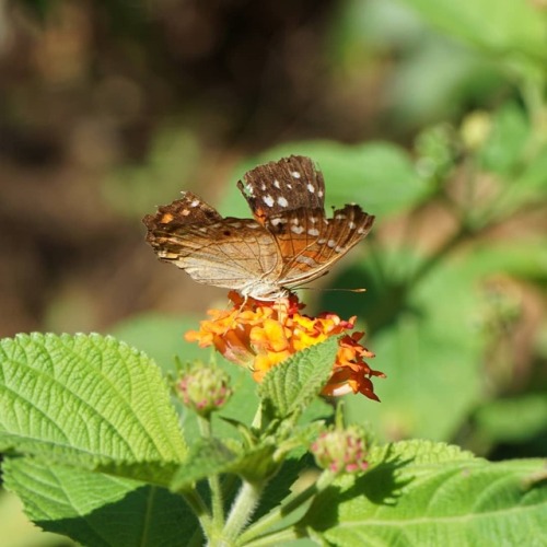 #Butterfly #DamagedWings #α6000 #straightoutofcamera...