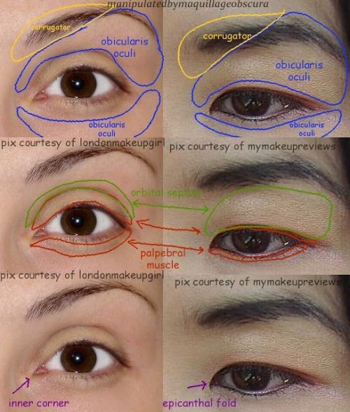 anatoref:Eyes of Different RacesRow 1, 5 (Right) &...