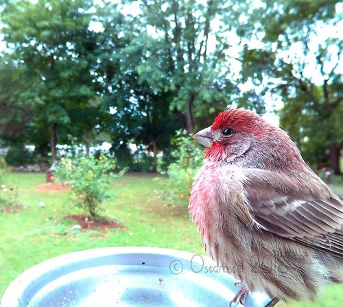 ostdrossel:Look at these House Finches. They are dignified,...