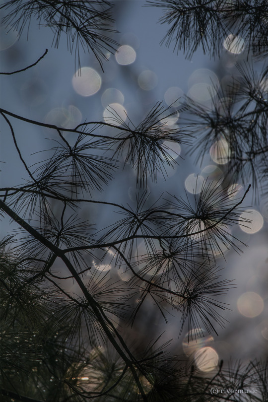 Diligence: (c) riverwindphotography, March, 2020