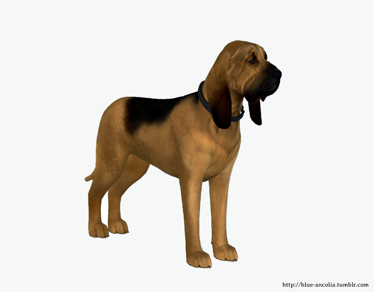 Blue Ancolia Bloodhound Dog Makeover Here Is Caesar A