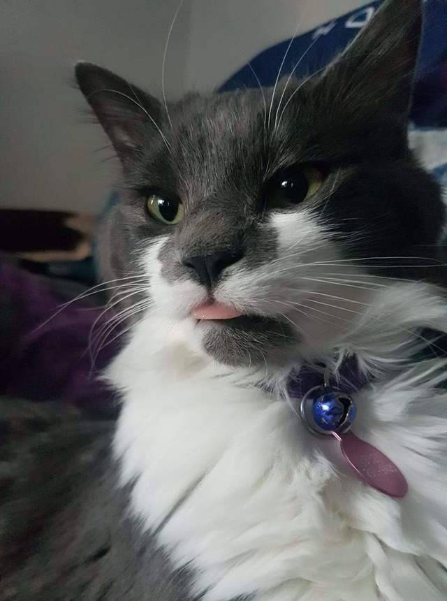 Keckys � What do I spy? Could it be? A medium tongue blep?