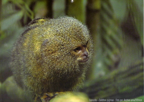 Rencontre singe tronc