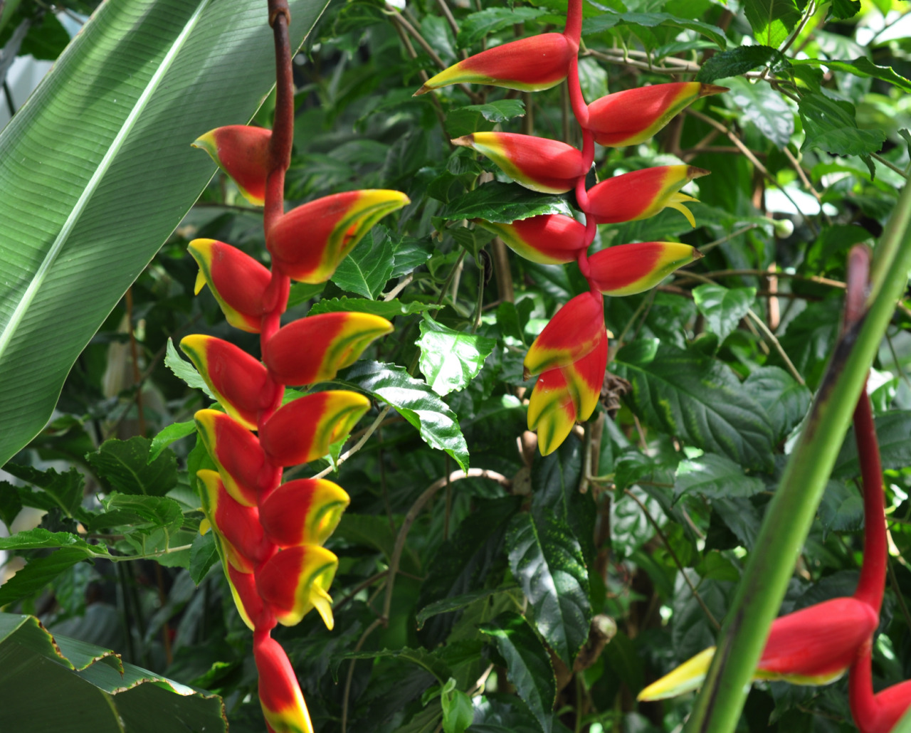 Botanischer Garten Uni Basel Heliconia Rostrata Hangende