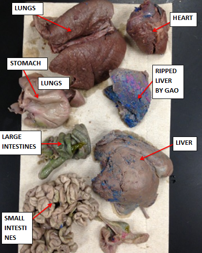 Alex the Pig - Digestive System