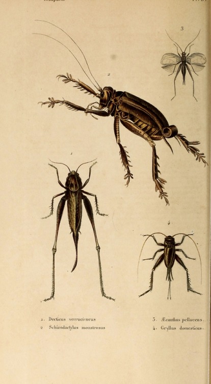 wapiti3:Natural history of insects: Orthoptera, Neuroptera,...