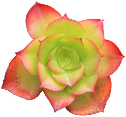 transparent-flowers:Succulent from the “Hens and Chicks”...