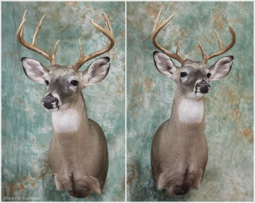 weirdcitytaxidermy