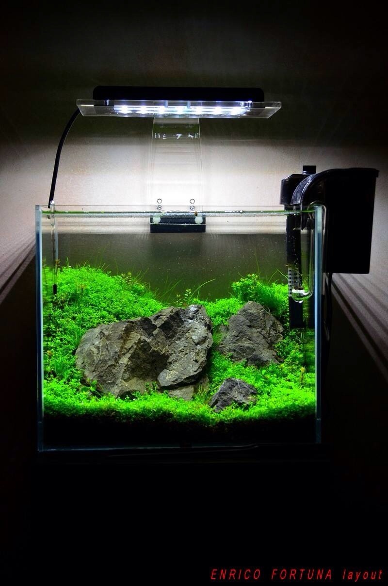 Simon S Aquascape Blog