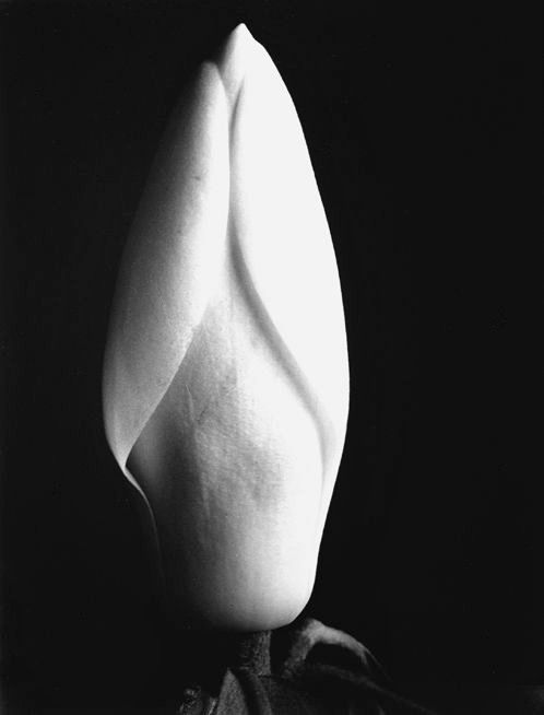 joeinct:Magnolia Bud, Photo by Imogen Cunningham, c. 1920s