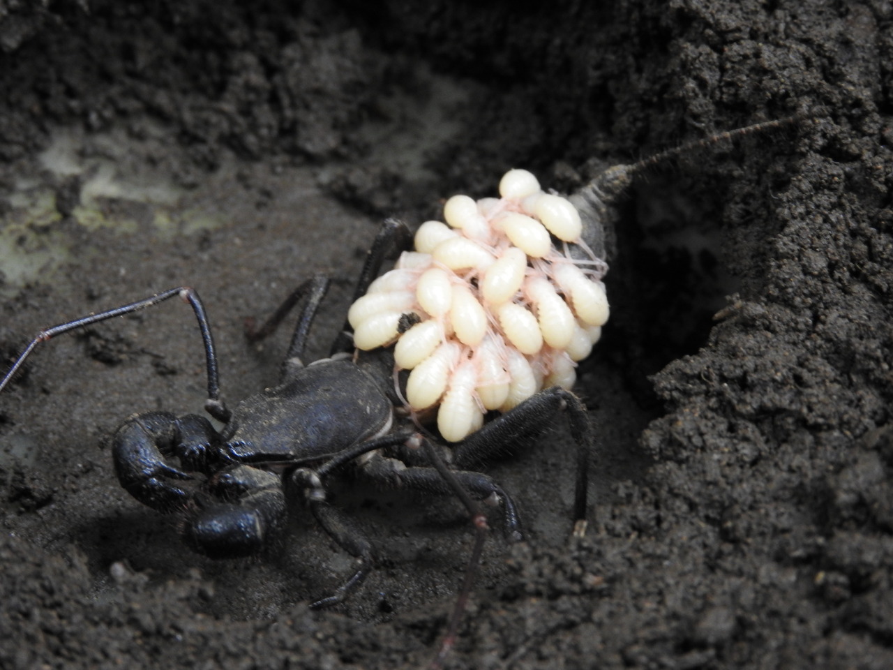 Observation of the Week 6/1/16 · iNaturalist