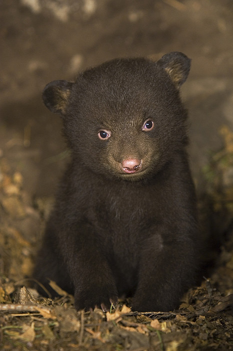 StudioView - beautiful-wildlife: Black bear 7 week old Cub in...